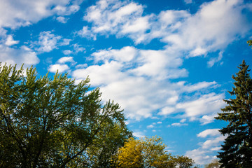 Trees Under Cloudy Sky 01