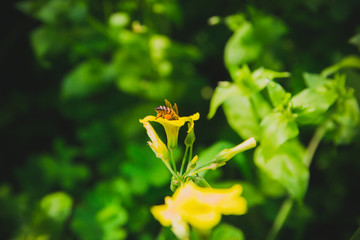 Bee on yellow flower. Close up. Selective focus. vintage look.