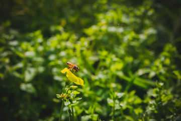 Bee on yellow flower. Close up. Selective focus. vintage look.
