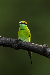Little Green Bee-eater in green background