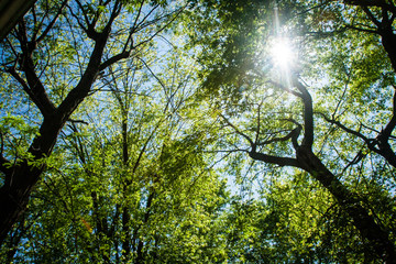 Fototapeta premium Sunburst Through Trees
