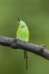 Little Green Bee-eater in green background
