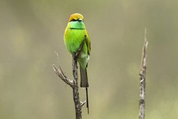 Little Green Bee-eater in green background