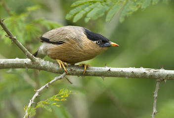 Brahminy Starling bird on green background