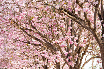 Cherry Blossom Flowers at Springtime