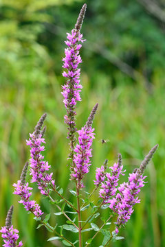 Purple loosestrife (Lythrum salicaria). Flower spikes of this striking plant in the family Lythraceae, growing in a pond. A bee can be seen in flight.