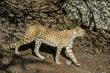 Cheetah
