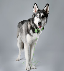 Young Husky in headphones on grey background