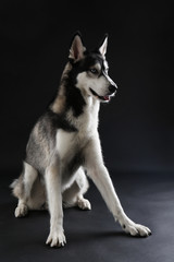 Young Husky sitting on dark background