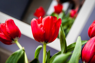 Red Tulips 01