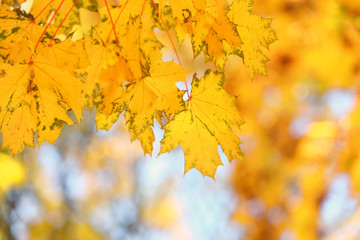 Fototapeta na wymiar Golden autumn leaves, close up