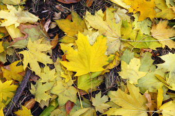 Colourful autumn leaves on the ground in the park, close up