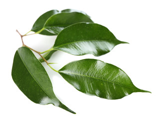 Fototapeta premium Rubber plant isolated on white