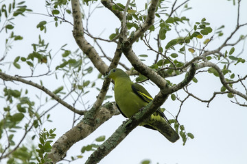 The pompadour green pigeon is a pigeon complex in the genus Treron. It is widespread in forests of southern and southeast Asia.