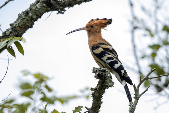 The hoopoe /ˈhuːpuː/ is a colourful bird found across Afro-Eurasia, notable for its distinctive "crown" of feathers.