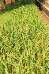 Obraz premium grass manicured yard office