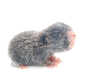 Mole, thailand, isolate on white background
