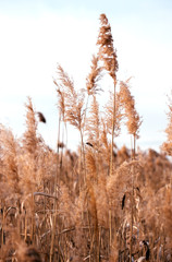Naklejka premium Dry reed. Abstract natural background.