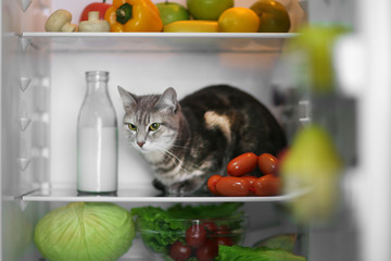 Cat in the refrigerator at home