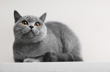 Fototapeta premium Cat lying on wooden shelf against blurred wall background