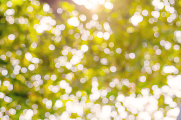 Abstract nature bokeh background with sunlight