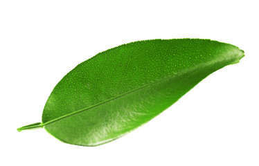 Fototapeta na wymiar Ficus leaf, isolated on white