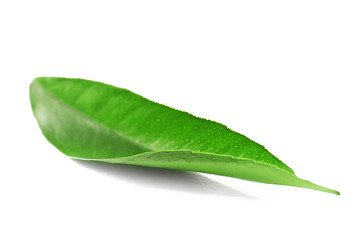 Naklejka na ściany i meble Ficus leaf, isolated on white