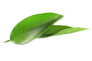 Obraz premium Ficus leaves, isolated on white