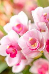 Soft focus Orchid flower on pastel flilter background