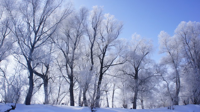 Февральский день.\Зимний день,природа,деревья покрыты инеем,синее небо.