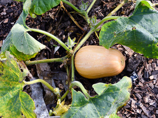 Butternut squash plant with green leaves and mulch