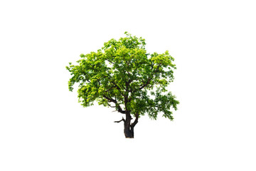 isolated deciduous tree on a white backgrounds