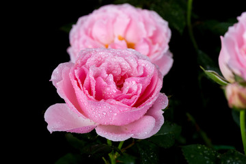 beautiful pink rose with water drop on black