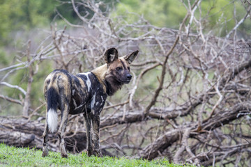 African wild dog in Kruger National park, South Africa
