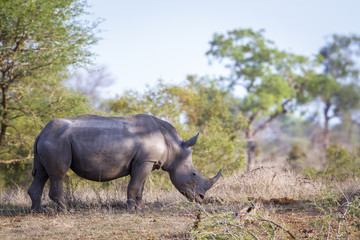 Fototapeta premium Southern white rhinoceros in Kruger National park, South Africa