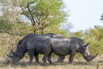 Fototapeta premium Southern white rhinoceros in Kruger National park, South Africa