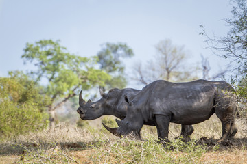 Southern white rhinoceros in Kruger National park, South Africa