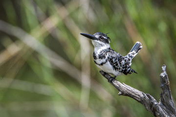 Pied kingfisher in Kruger National park, South Africa