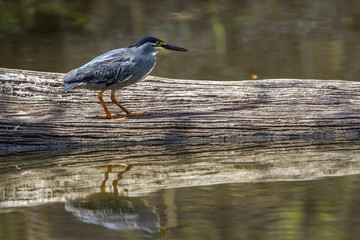 Green-backed heron in Kruger National park, South Africa