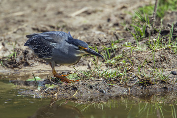 Green-backed heron in Kruger National park, South Africa
