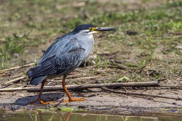 Green-backed heron in Kruger National park, South Africa