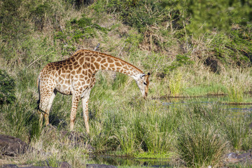 Giraffe in Kruger National park, South Africa