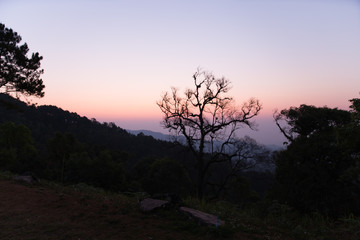 Fototapeta na wymiar tree silhouette at dawn