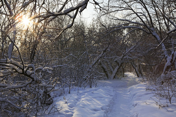 Path in snow drifts through the trees.