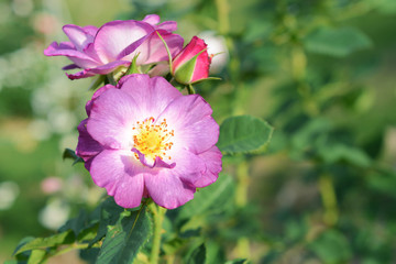 Blossom violet roses