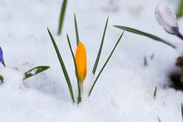 雪の中のクロッカス