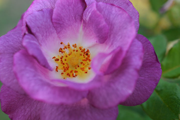 Blossom violet roses