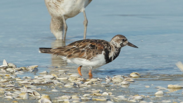 4K Ruddy Turnstone (Arenaria interpres) Feeding 1