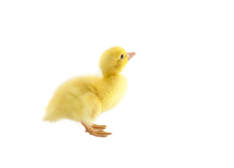 little baby duck