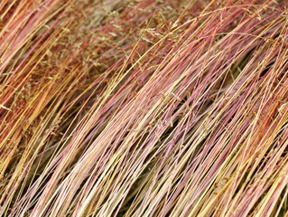 Closeup on Wavy hair grass